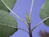image of Carpinus caroliniana