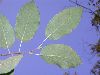 image of Carpinus caroliniana