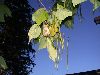 image of Catalpa bignonioides