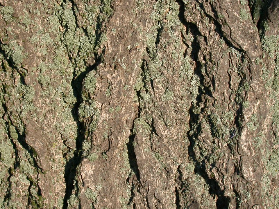 Ginkgoaceae Ginkgo biloba