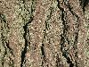 image of Ginkgo biloba
