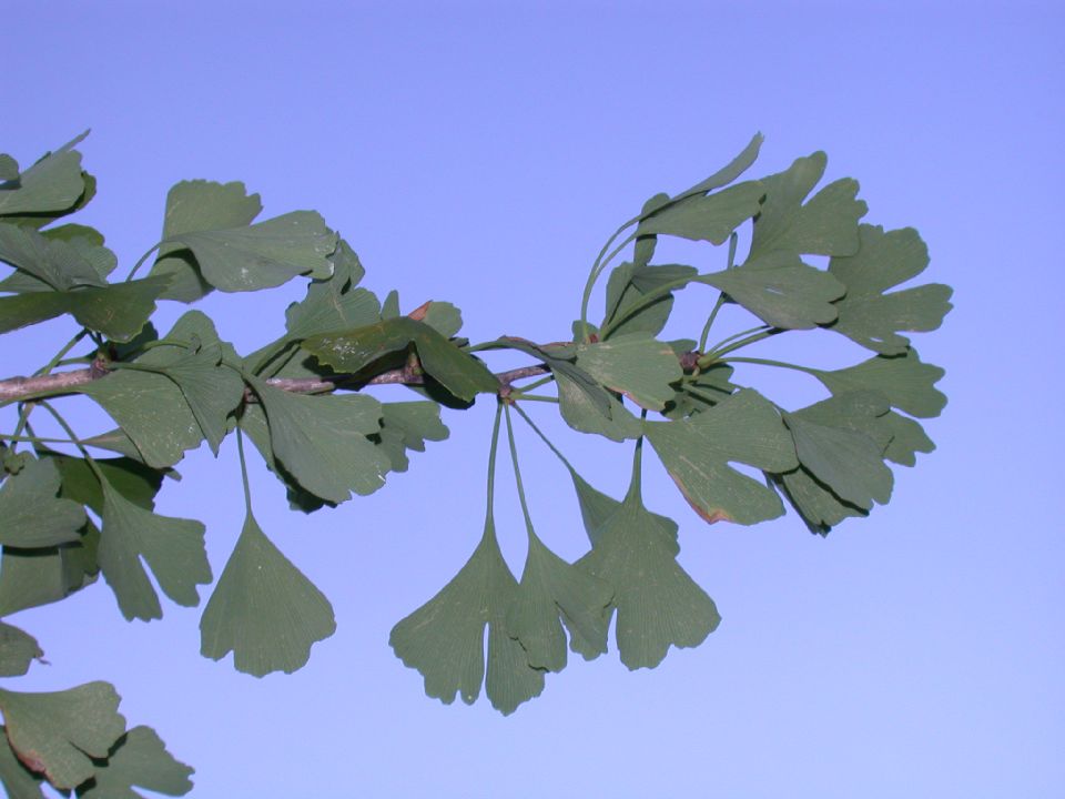 Ginkgoaceae Ginkgo biloba
