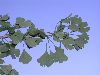 image of Ginkgo biloba