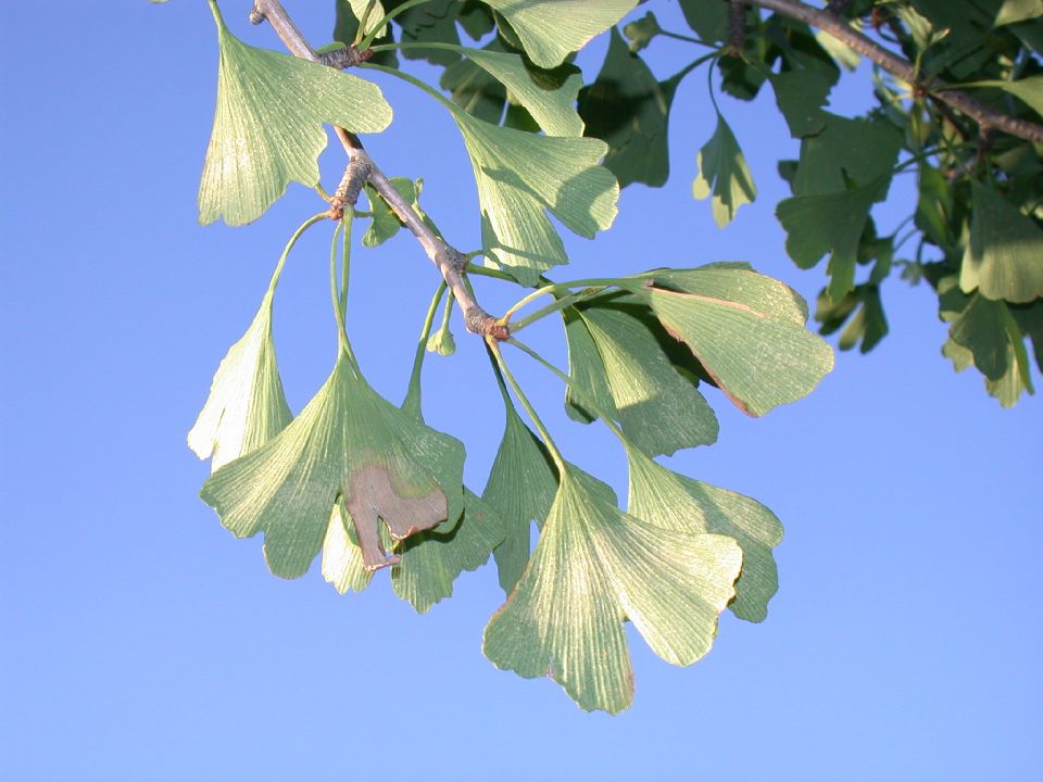 Ginkgoaceae Ginkgo biloba