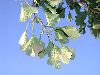 image of Ginkgo biloba