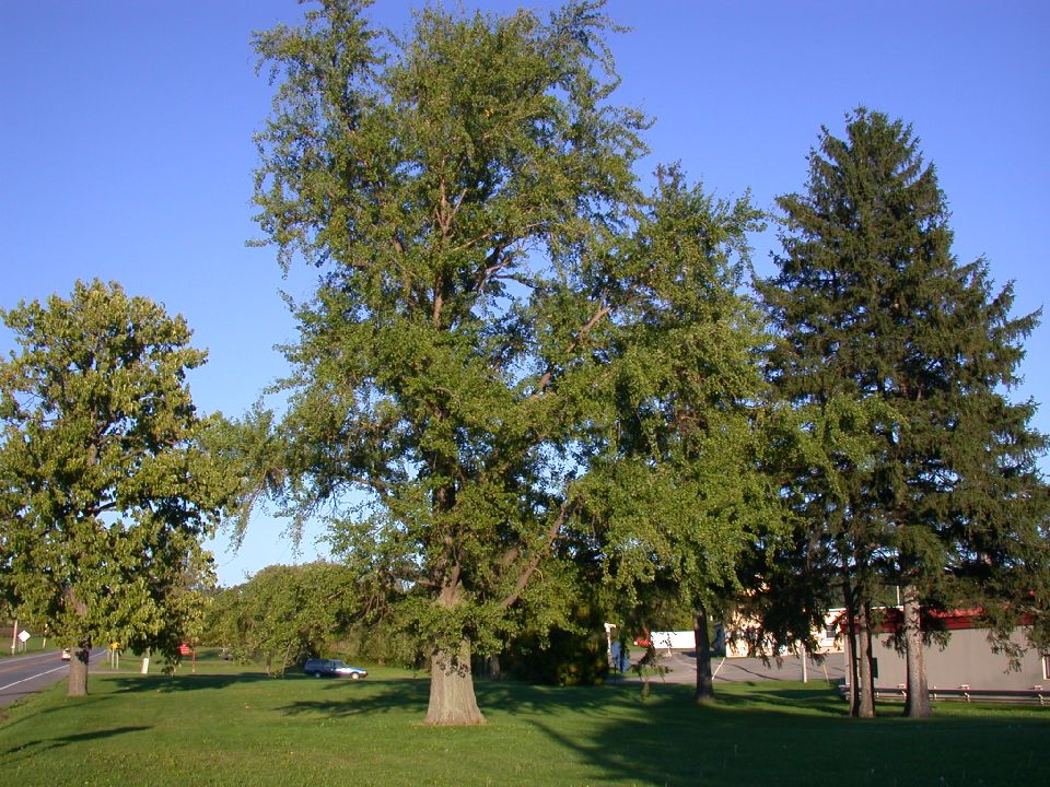 Ginkgoaceae Ginkgo biloba
