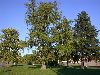 image of Ginkgo biloba