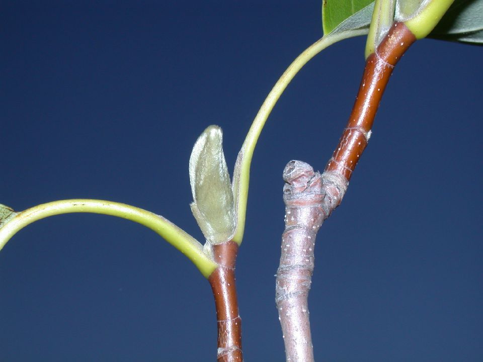 Magnoliaceae Magnolia acuminata