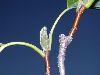 image of Magnolia acuminata
