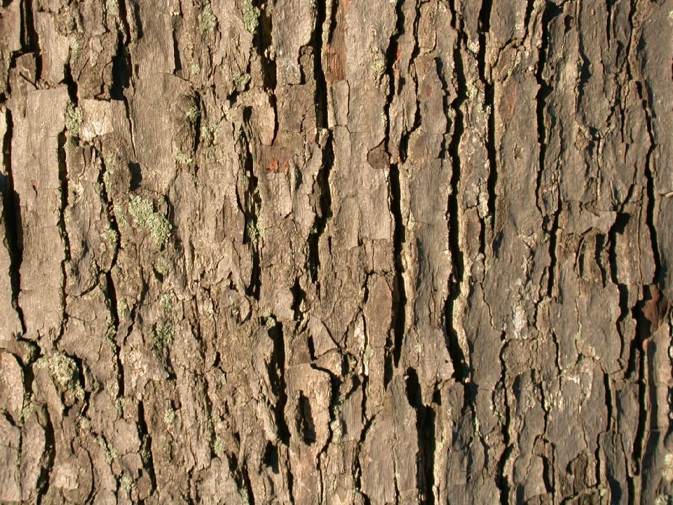 Magnoliaceae Magnolia acuminata