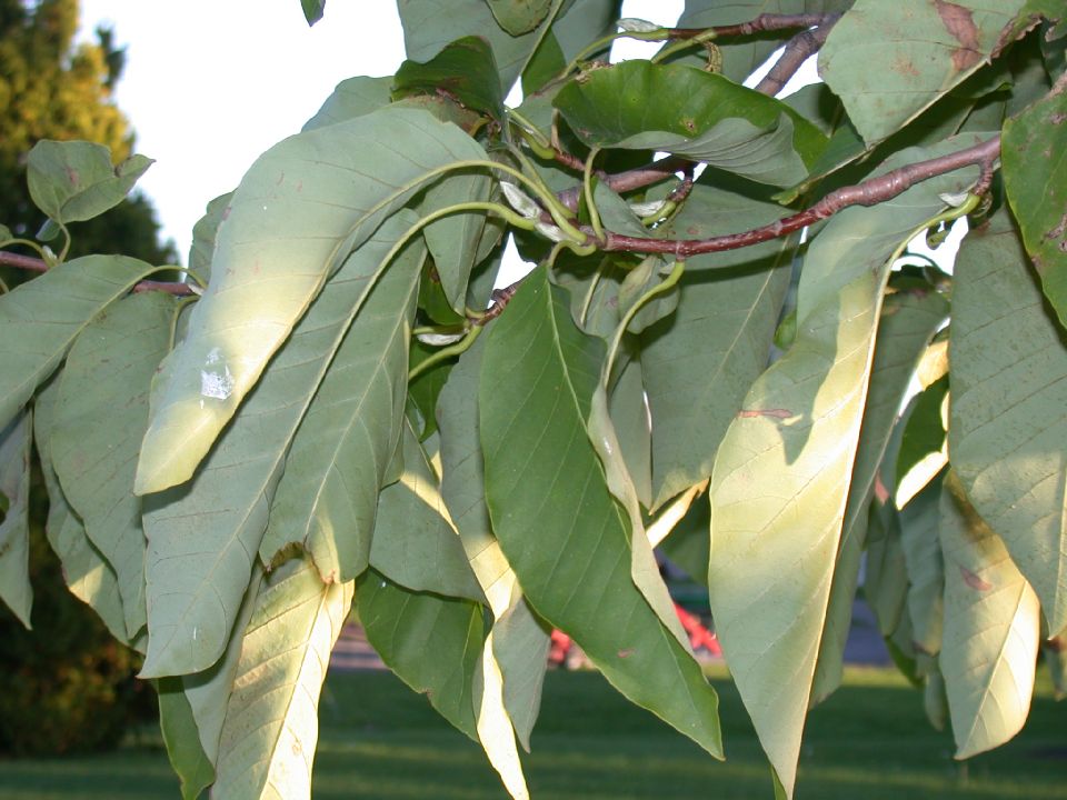 Magnoliaceae Magnolia acuminata