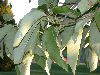 image of Magnolia acuminata