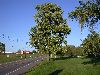image of Magnolia acuminata
