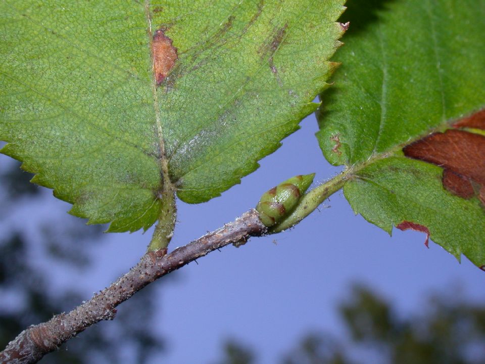Betulaceae Ostrya virginiana