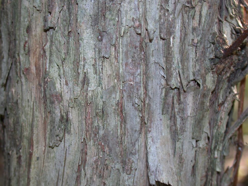 Betulaceae Ostrya virginiana