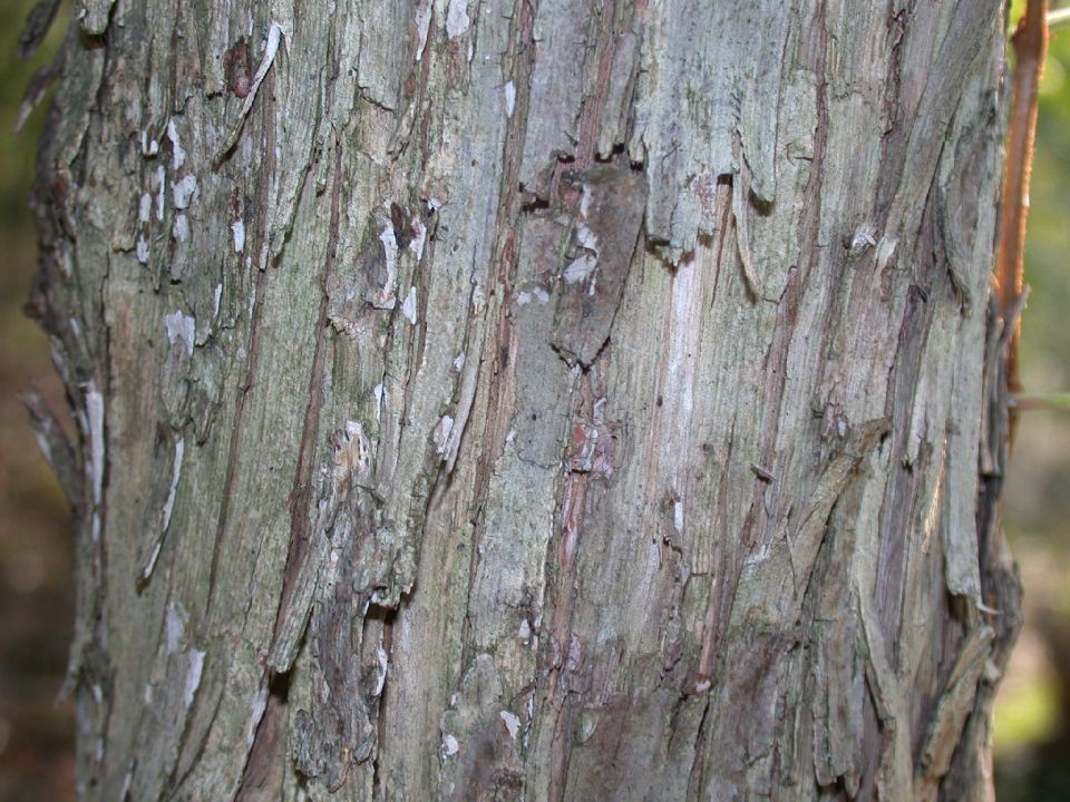 Betulaceae Ostrya virginiana
