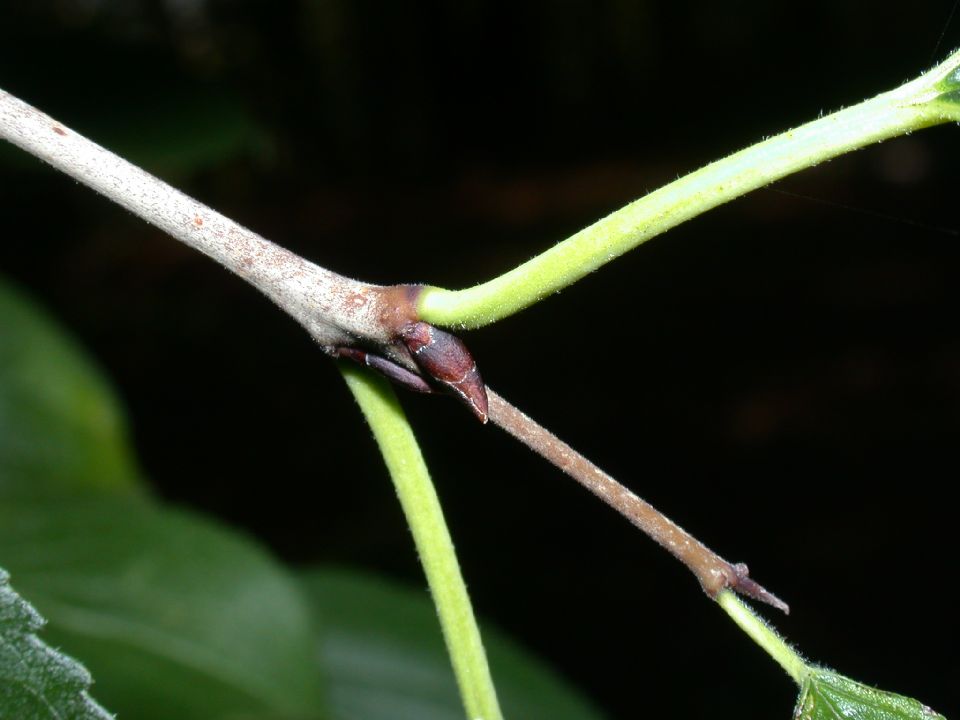 Rhamnaceae Rhamnus cathartica
