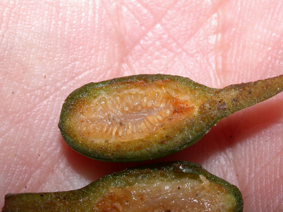 Annonaceae Guatteria 