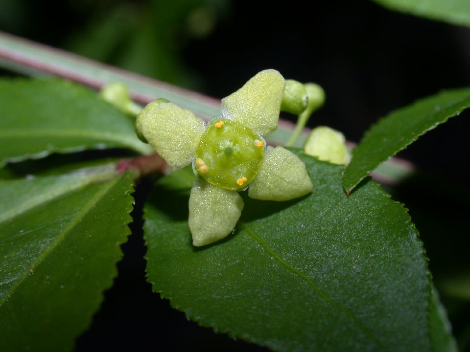 Celastraceae Euonymus alatus