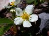image of Fragaria virginiana