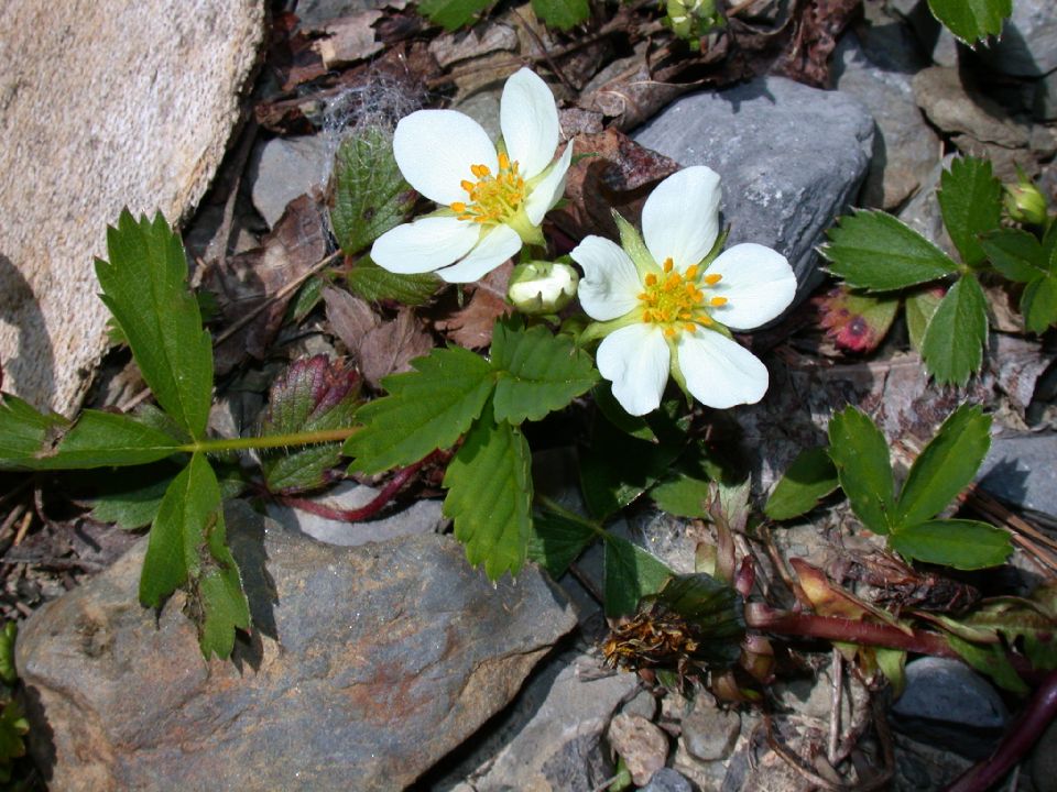 Rosaceae Fragaria virginiana