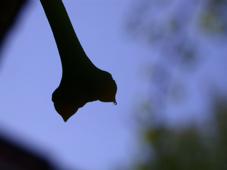 Ginkgoaceae Ginkgo biloba
