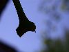 image of Ginkgo biloba
