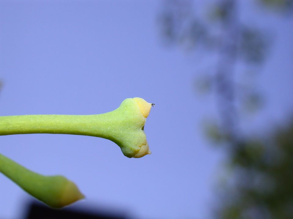 Ginkgoaceae Ginkgo biloba