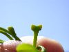 image of Ginkgo biloba