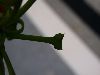 image of Ginkgo biloba