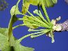 image of Ginkgo biloba