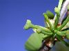 image of Ginkgo biloba
