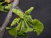 image of Ginkgo biloba