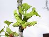 image of Ginkgo biloba