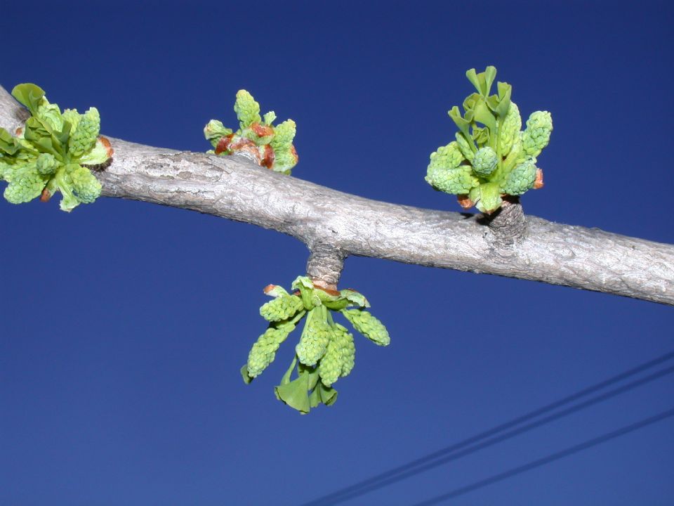 Ginkgoaceae Ginkgo biloba