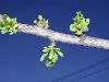 image of Ginkgo biloba