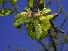 image of Ginkgo biloba