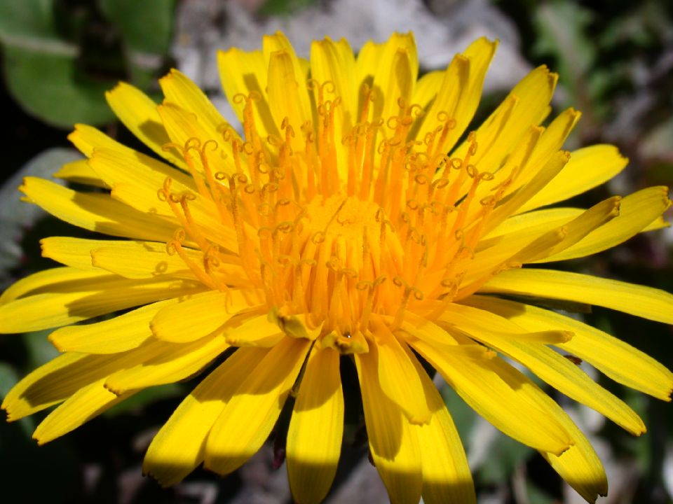 Asteraceae Taraxacum officinale