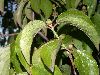 image of Cornus mas