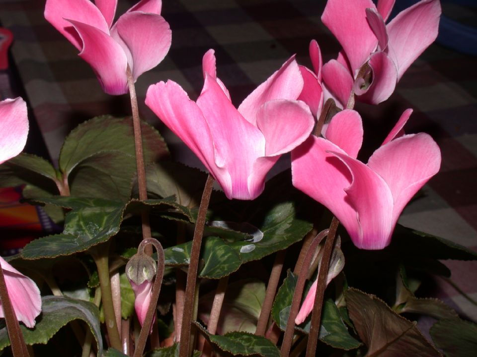 Primulaceae Cyclamen 