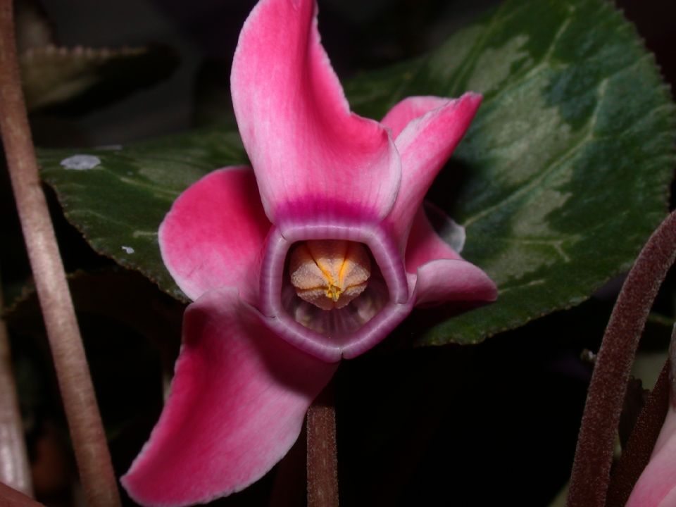 Primulaceae Cyclamen 