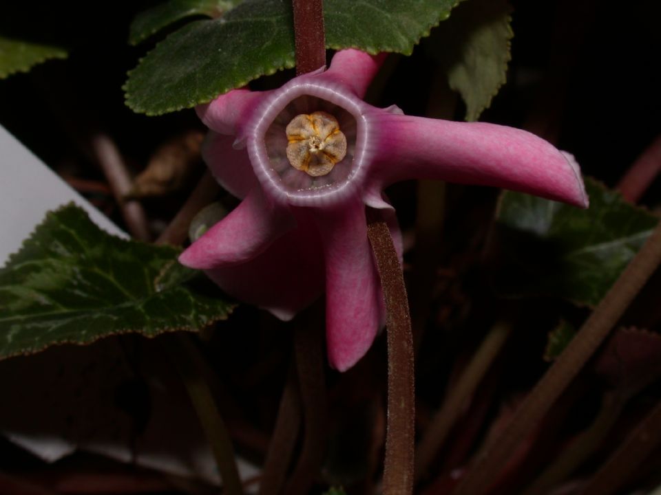 Primulaceae Cyclamen 
