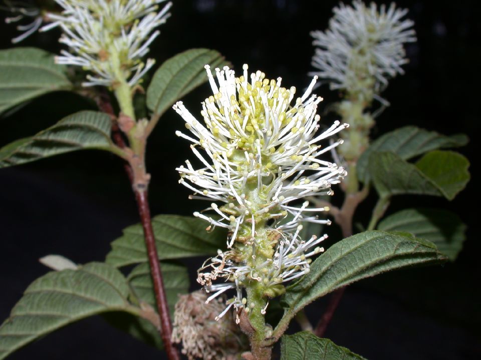 Hamamelidaceae Fothergilla gardenii