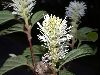image of Fothergilla gardenii