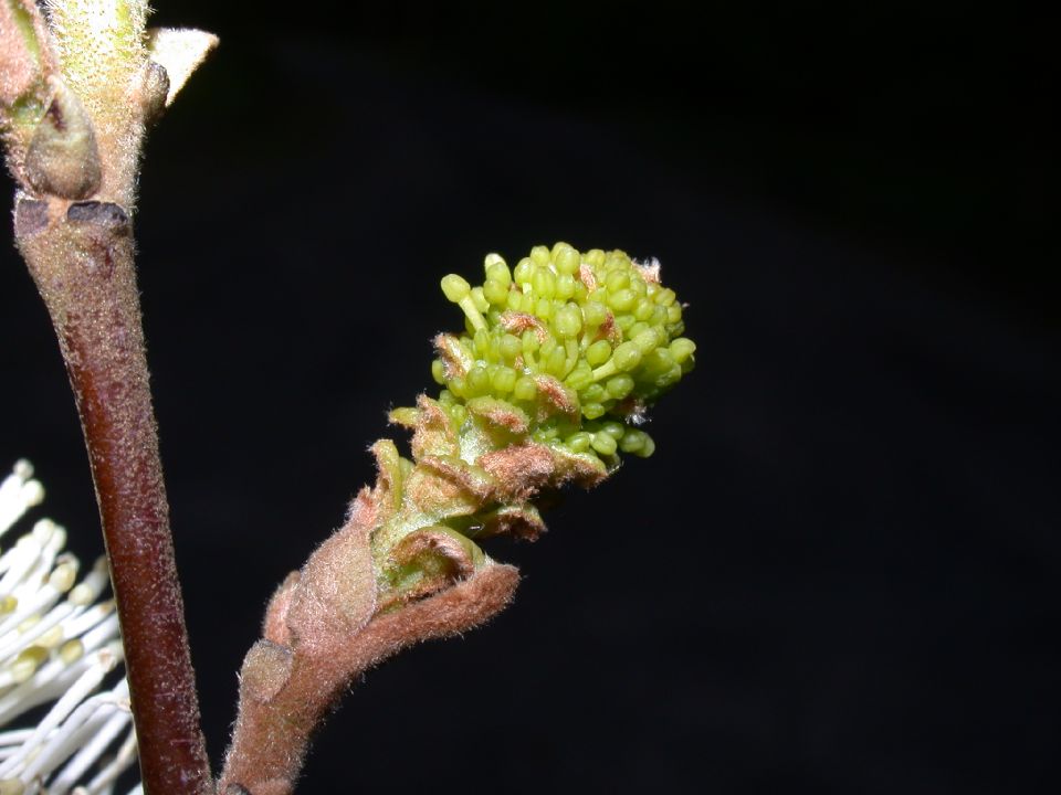 Hamamelidaceae Fothergilla gardenii