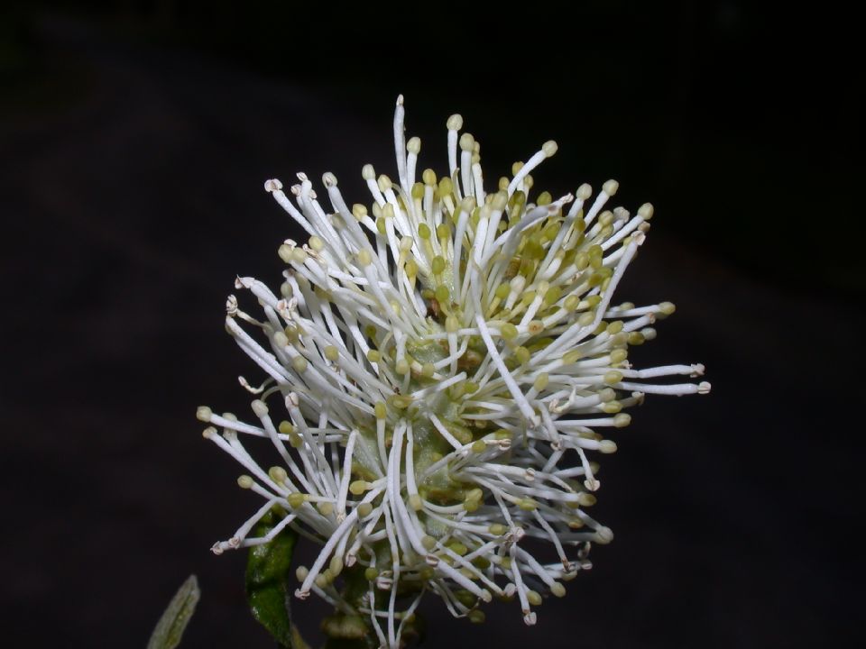 Hamamelidaceae Fothergilla gardenii