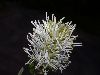image of Fothergilla gardenii