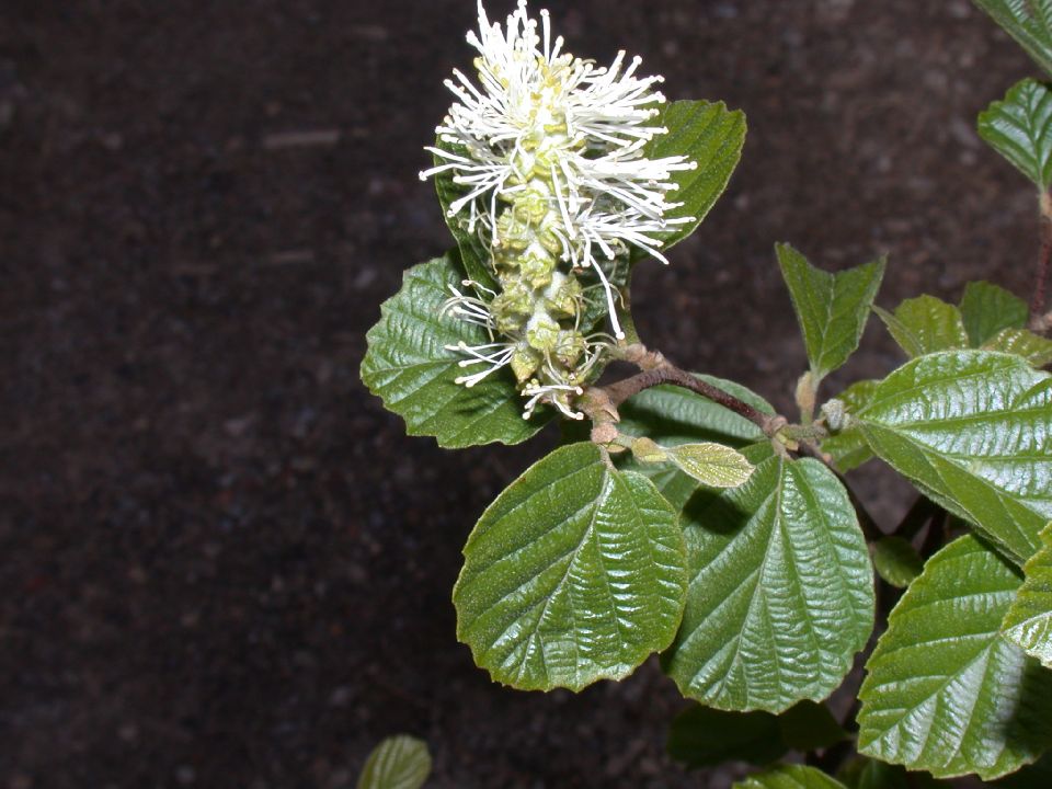 Hamamelidaceae Fothergilla gardenii