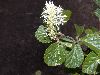 image of Fothergilla gardenii