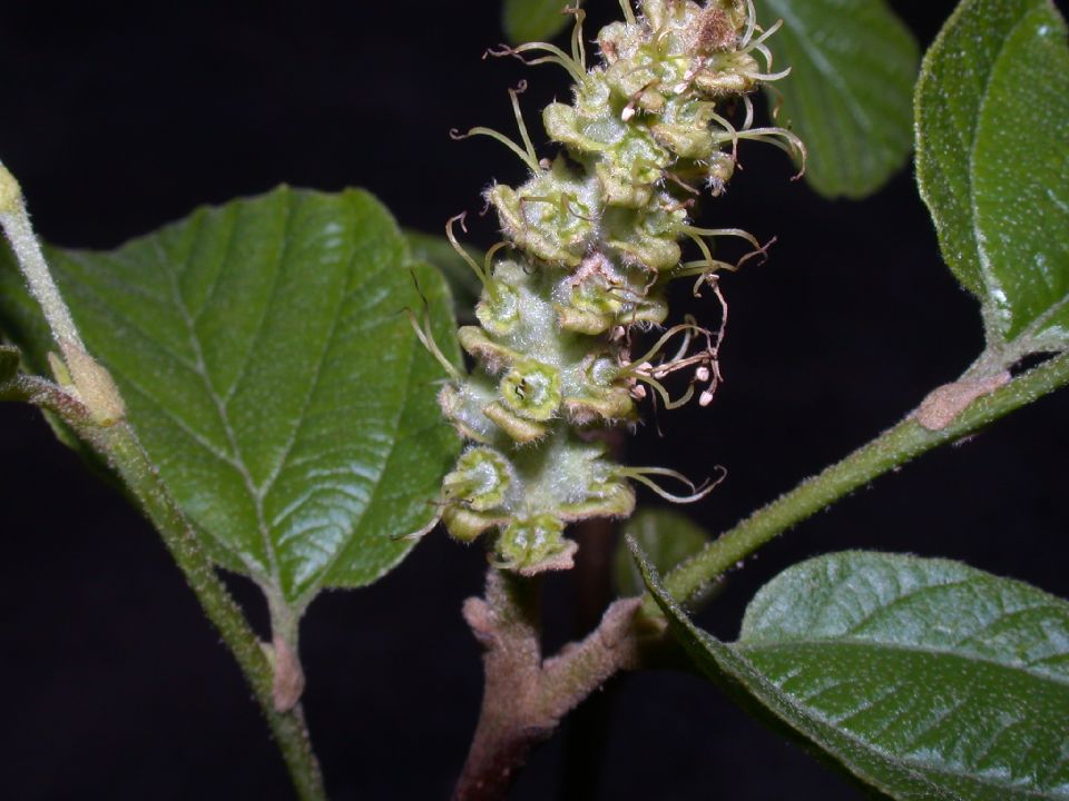 Hamamelidaceae Fothergilla gardenii